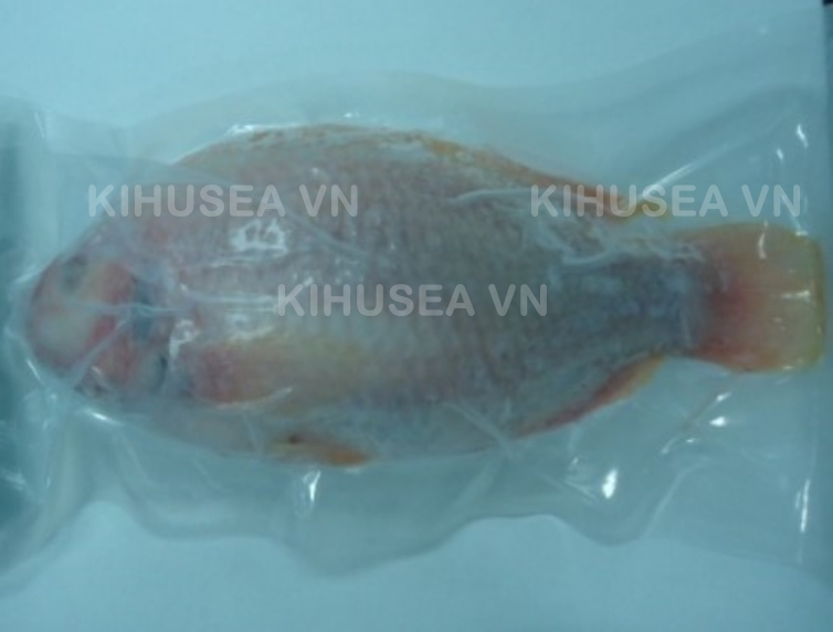 FROZEN RED TILAPIA WHOLE CLEANED